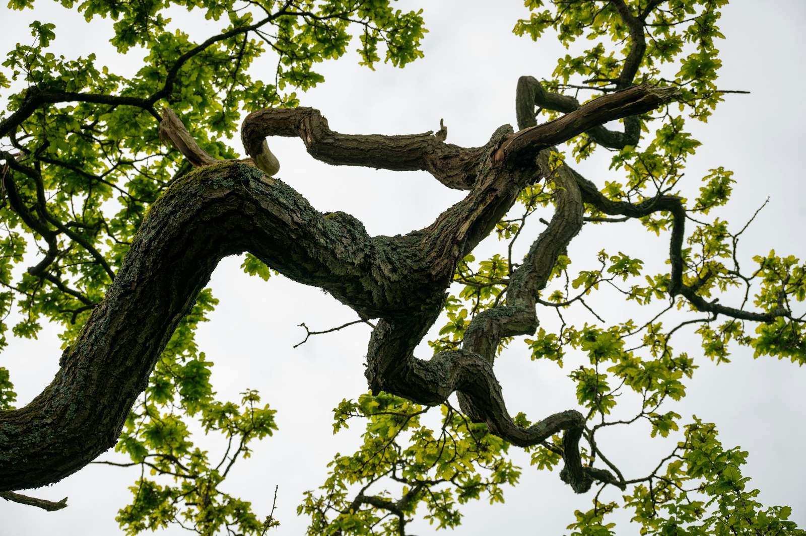 The spreading branches of a mature oak seen from below against the sky.